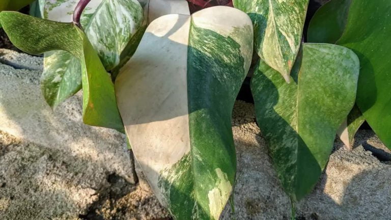 Philodendron strawberry shake フィロデンドロン ストロベリーシェイク