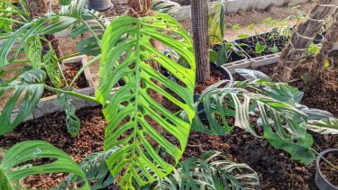 Monstera Esqueleto モンステラ エスケレート