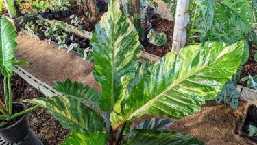 Philodendron jungle fever フィロデンドロン ジャングル フィーバー