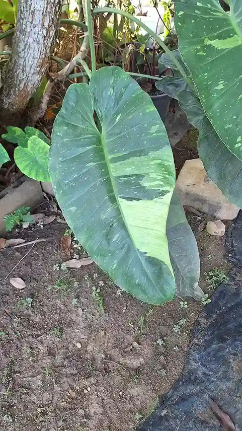 Philodendron Jose Buono フィロデンドロン・ホセ・ブオノ