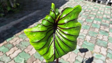 Colocasia Pharaoh’s mask コロカシア ファラオズマスク