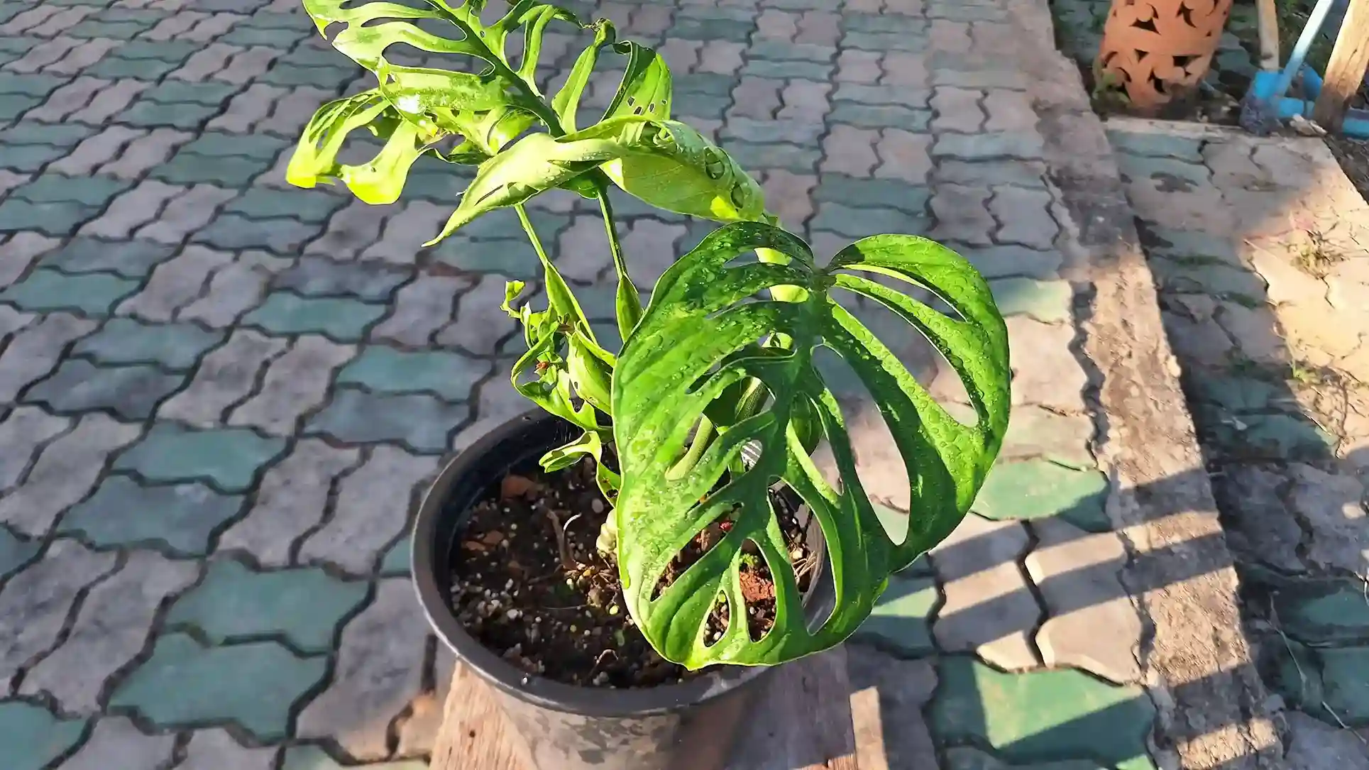 Monstera Esqueleto モンステラ エスケレート