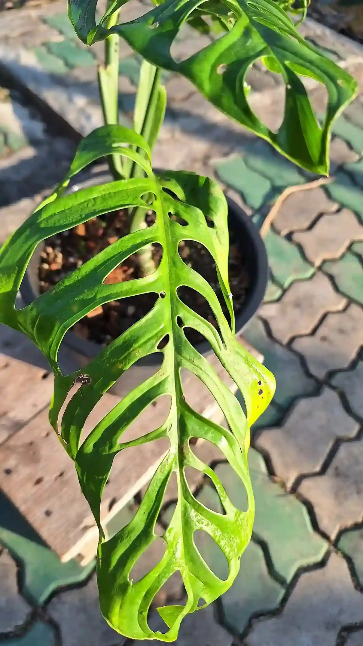 Monstera Esqueleto モンステラ エスケレート