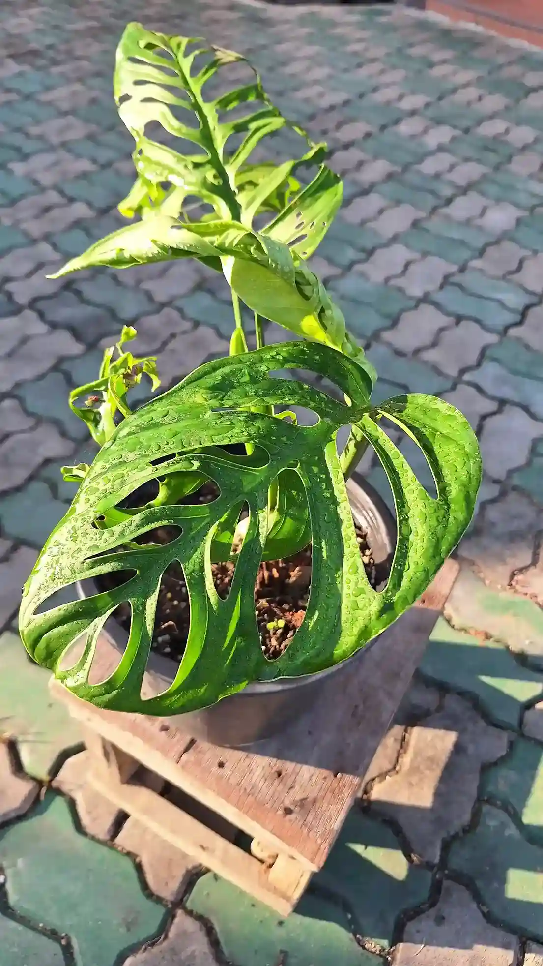 Monstera Esqueleto モンステラ エスケレート