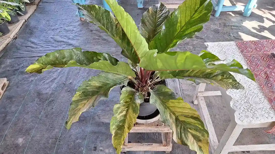 Anthurium Variegated Rare item アンスリウム 斑入り・レアアイテム