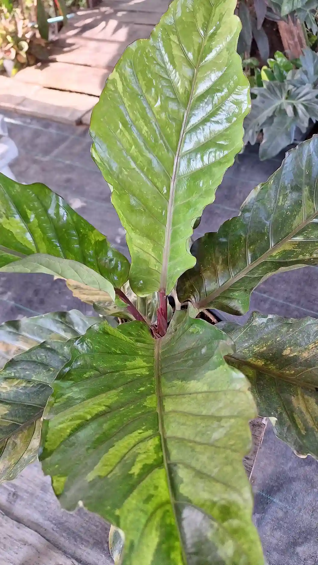 Anthurium Variegated Rare item アンスリウム 斑入り・レアアイテム