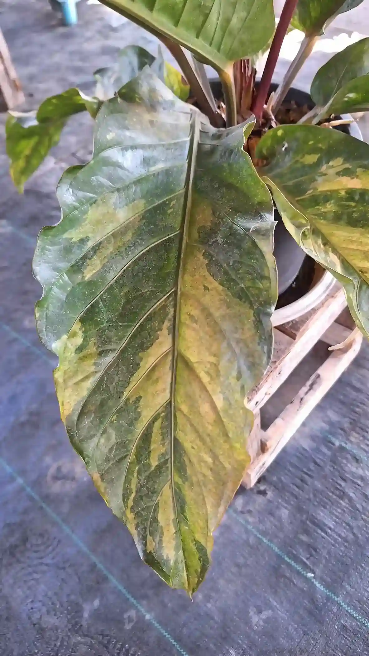 Anthurium Variegated Rare item アンスリウム 斑入り・レアアイテム