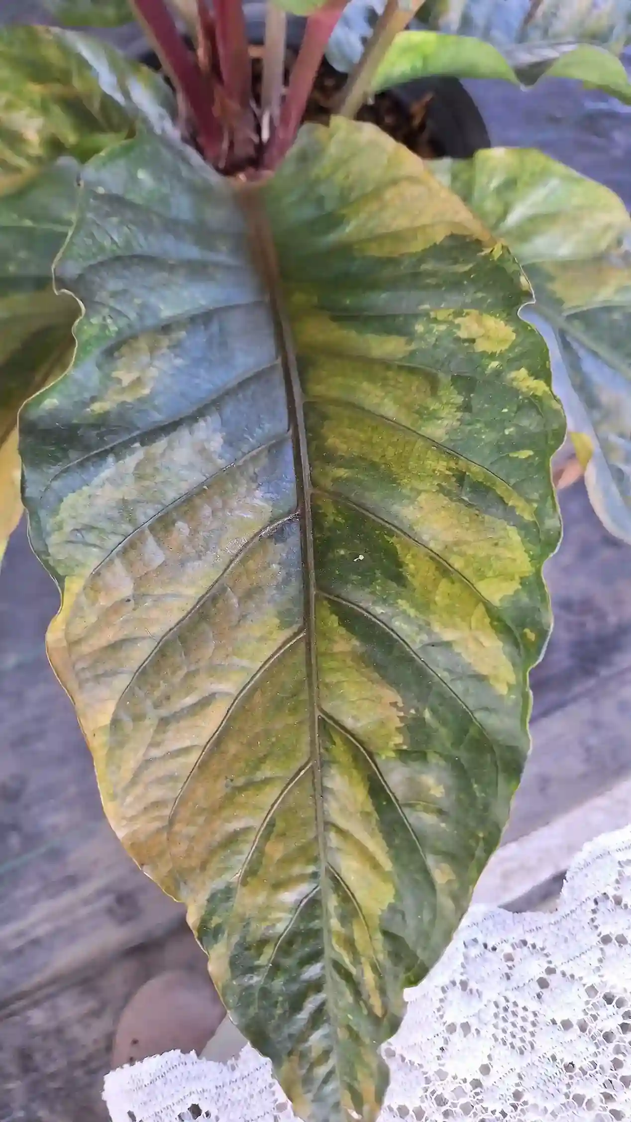 Anthurium Variegated Rare item アンスリウム 斑入り・レアアイテム