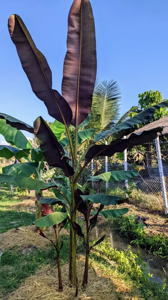 Banana フラワー・ガーデニング 斑入りMusa Gracillis Holttum バナナ苗