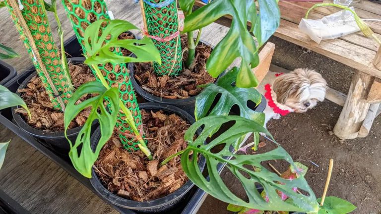 【超希少‼️】モンステラ　アクミナータ　斑入り　レア レア 観葉植物 熱帯植物 モンステラ アクミナータ アルボ バリエガータ