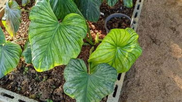 Philodendron Caramel Marble Variegated フィロデンドロン