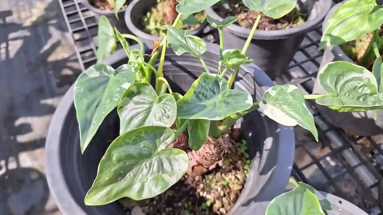 Alocasia cucullata white variegated アロカシア ククラータ 斑入り