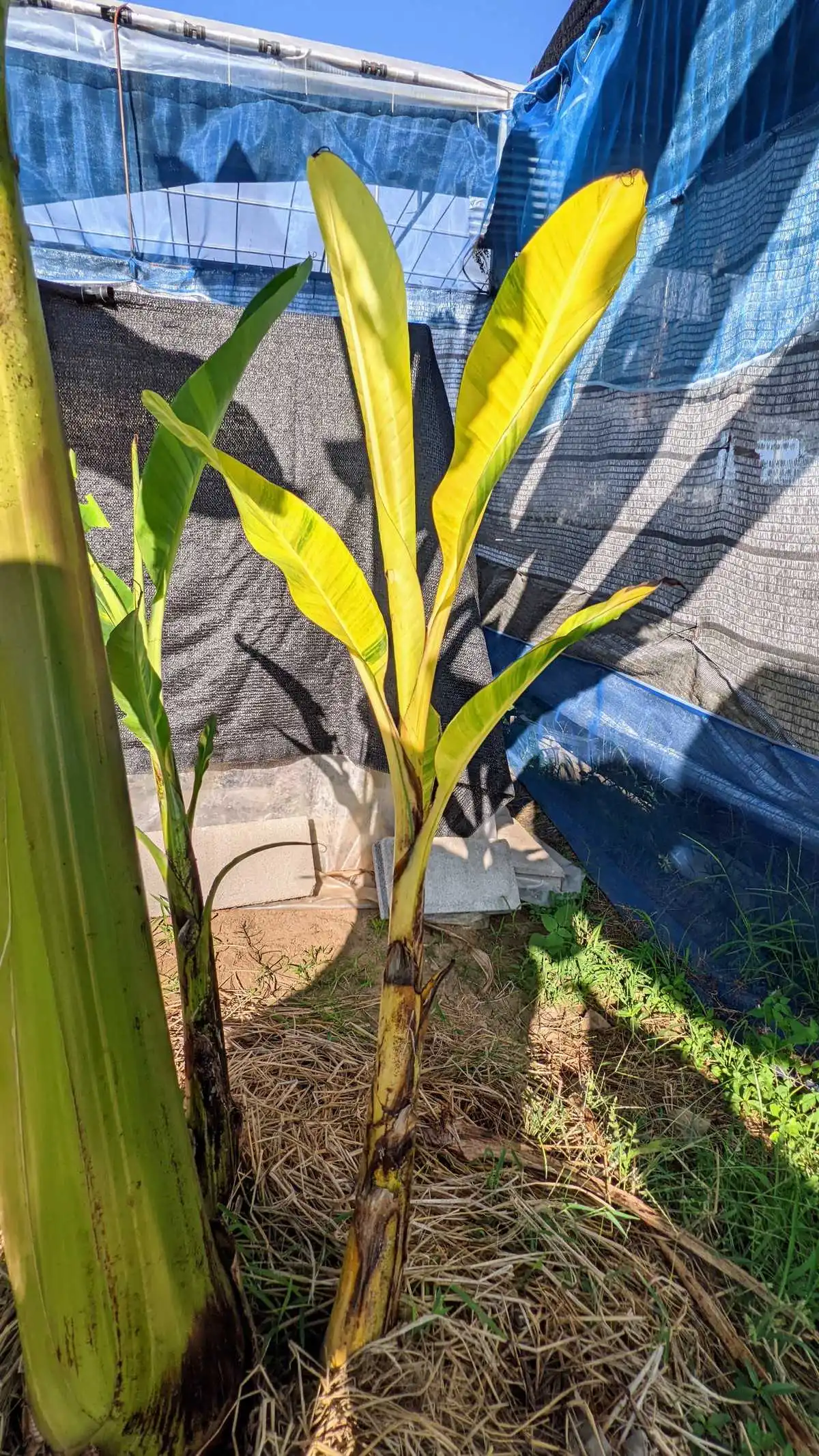 Musa Papua Variegated ムサ パプア 斑入り