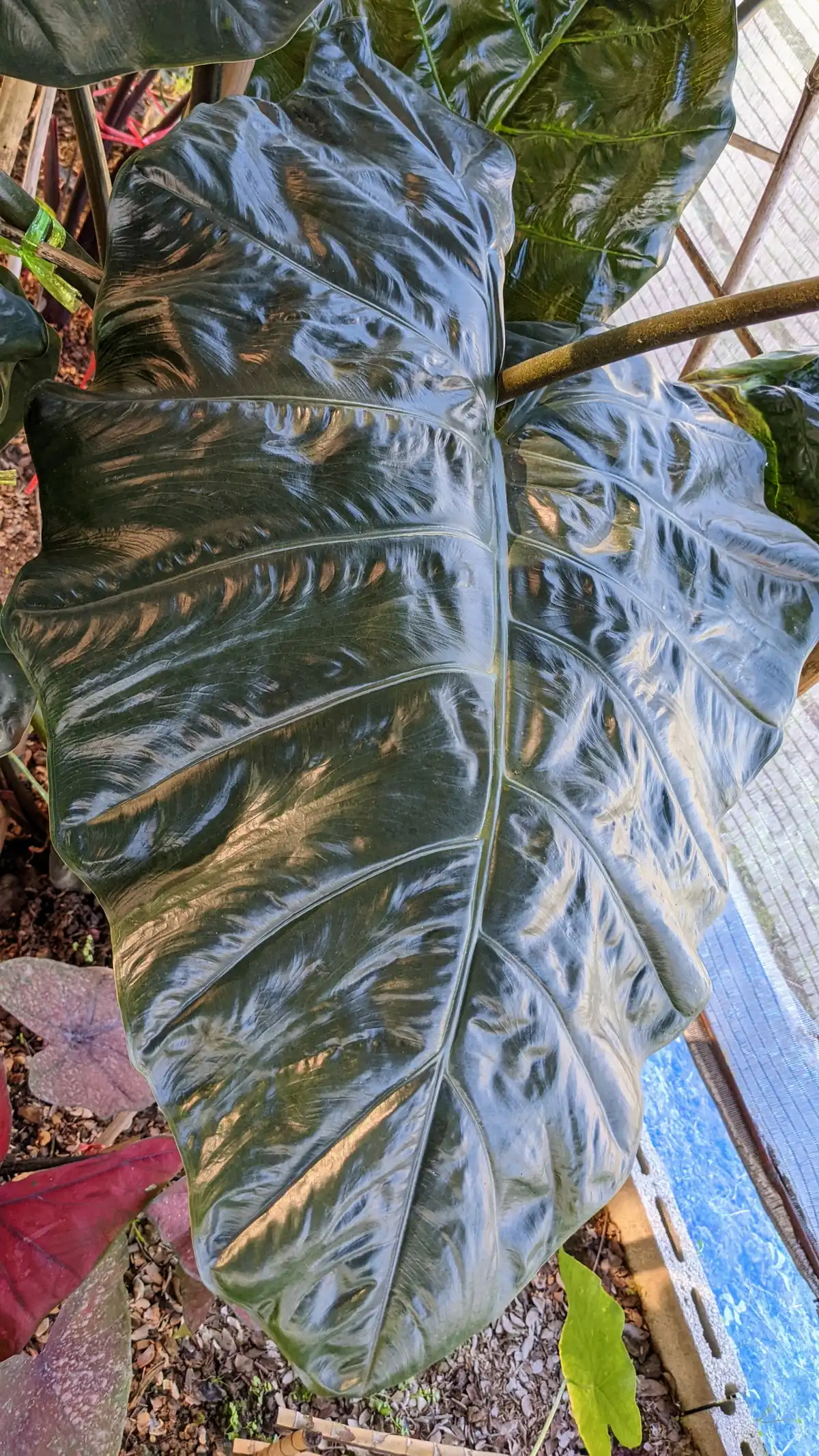 Alocasia plumbea Nigra アロカシア プラムビア ニグラ