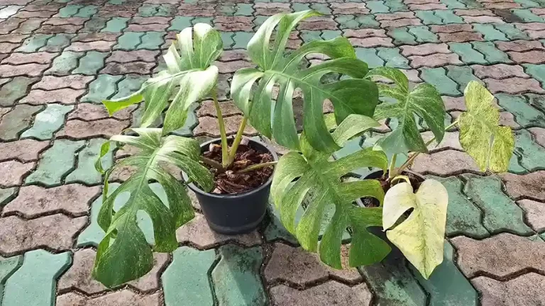 モンステラ・ポトス Monstera Borsigiana Cebublue Mint モンステラボルシギアナセブブルーミント( Monstera Borsigiana