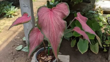 Caladium カラジューム