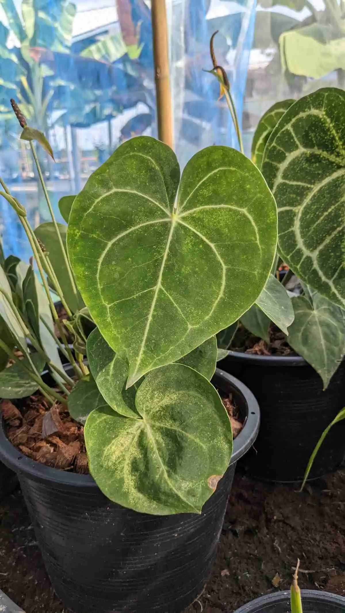 アンスリウム クリスタリナム （Anthurium 眠 crystallinum）