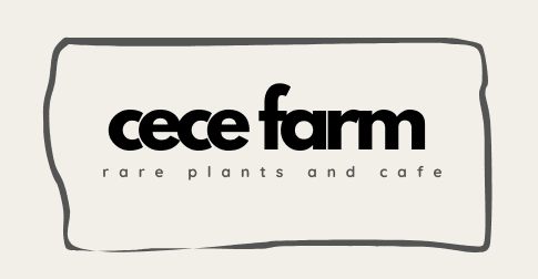 cece Farm Chiang Mai