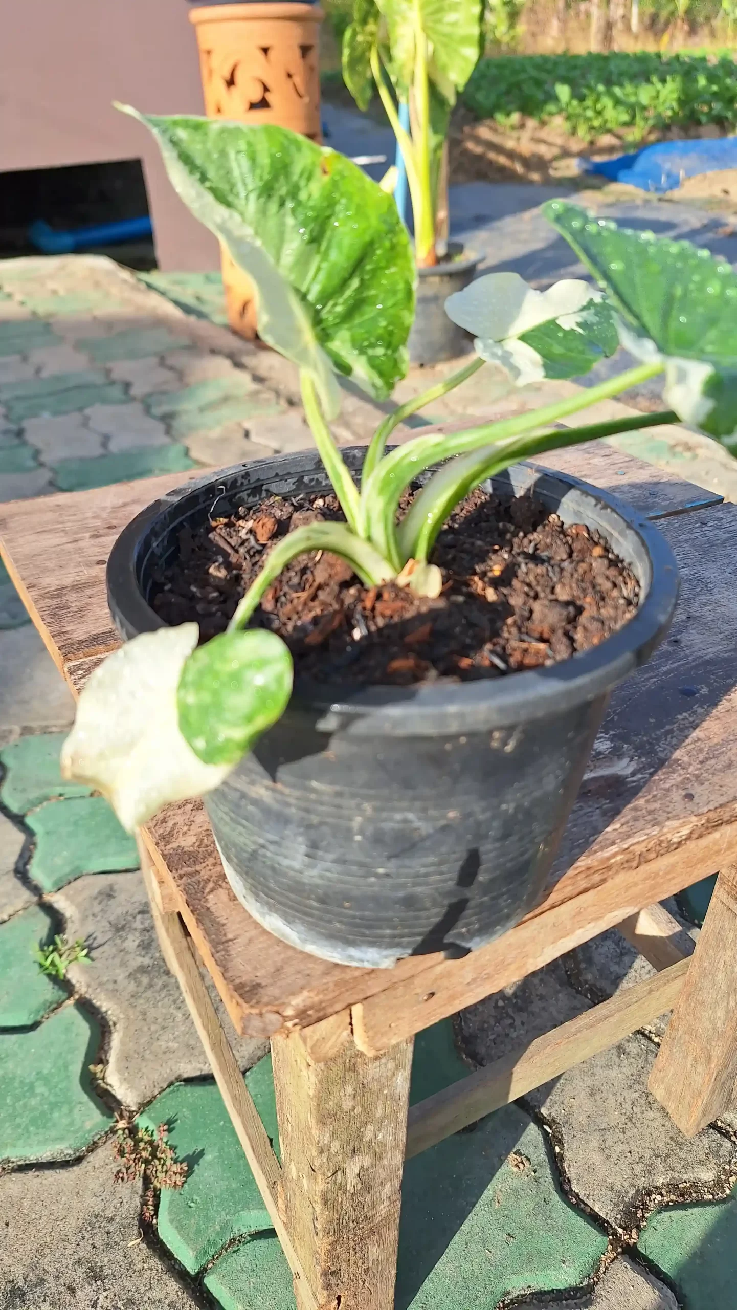 Alocasia Okinawa Silver Variegated アロカシア オキナワシルバー斑入り