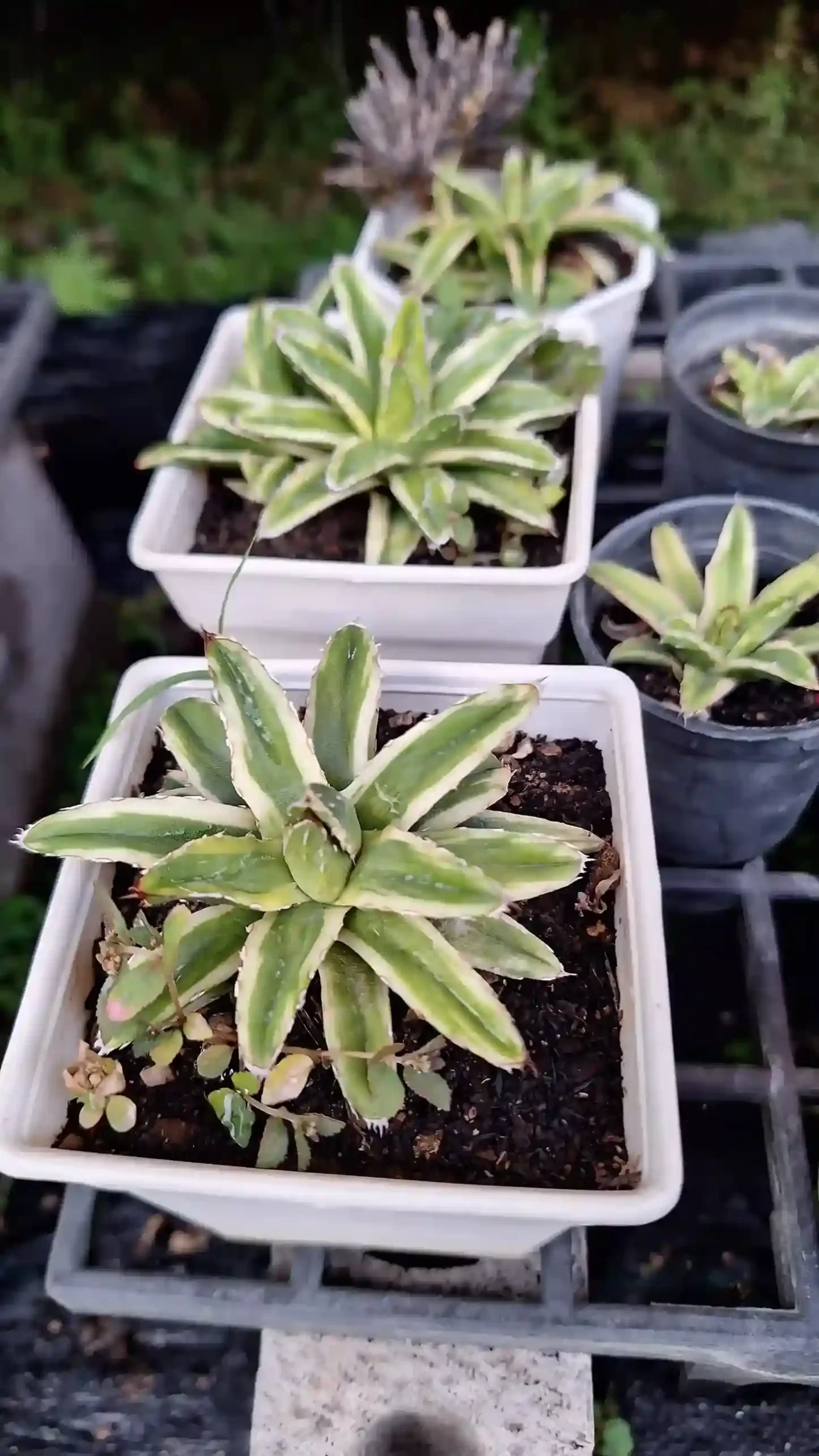 Agave victoriae-reginae アガベ・ヴィクトリア・レジーナ（笹の雪）