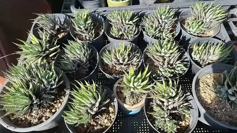 Zebra Haworthia 十二の巻 ハオルチア ゼブラ