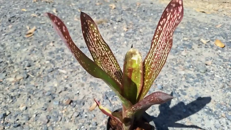 Billbergia Northern Lights Hybrid ビルベルギア ノーザンライツ