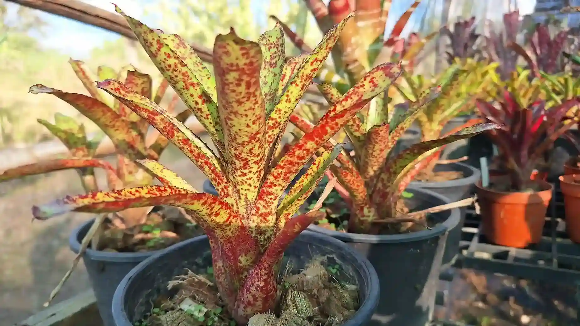 Neoregelia Wild Tiger Hybrid ネオレゲリア ワイルドタイガー