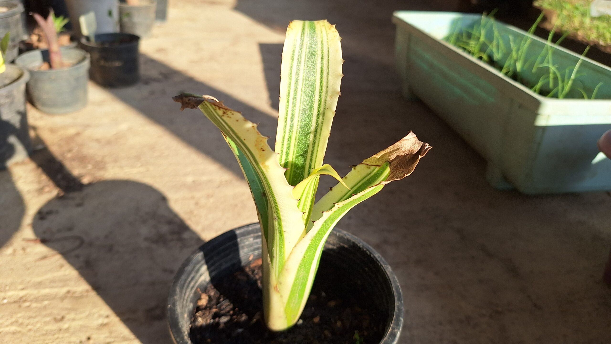 ホヘンベルギア☆Hohenbergia karla ☆1 最強鋭鋸歯 Hohenbergia Karla