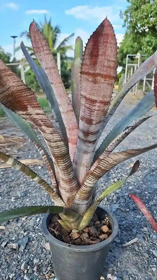 Aechmea phanerophlebia hybrid エクメア・ファネロフレビア ハイブリッド